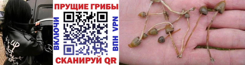 Галлюциногенные грибы мицелий  купить наркотики цена  Вышний Волочёк 